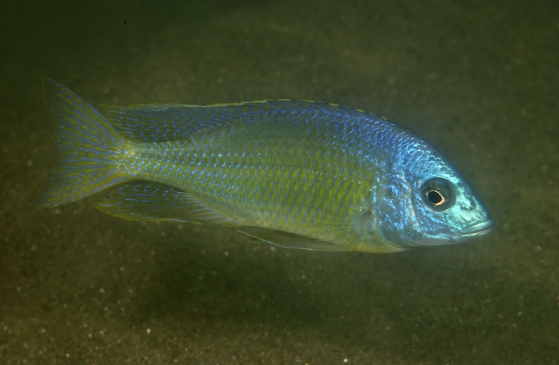 Nyassachromis purpurans